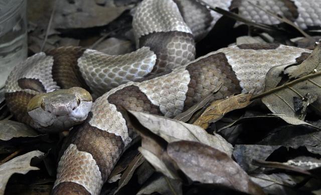 A copperhead watches visitors from its habitat at the N.C. Museum of Natural Sciences in Raleigh, N.C. Tuesday, May 2, 2017.